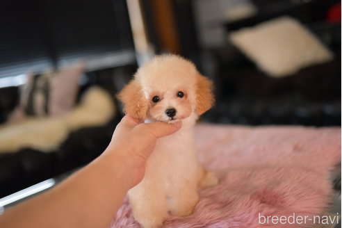 成約済の茨城県のタイニープードル-253457の3枚目