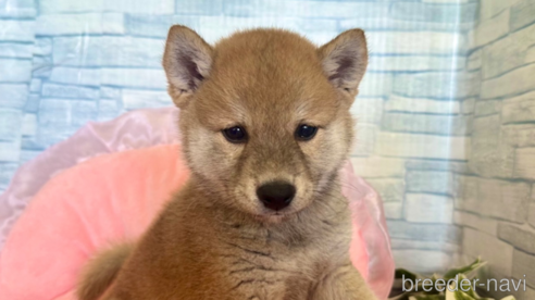 成約済の千葉県の柴犬-261489