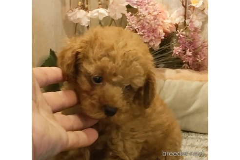 成約済の愛知県のティーカッププードル-261436の5枚目