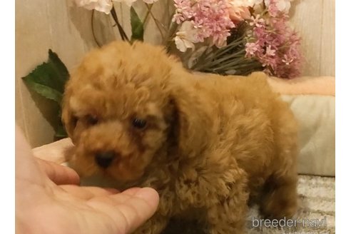 成約済の愛知県のティーカッププードル-261436の3枚目