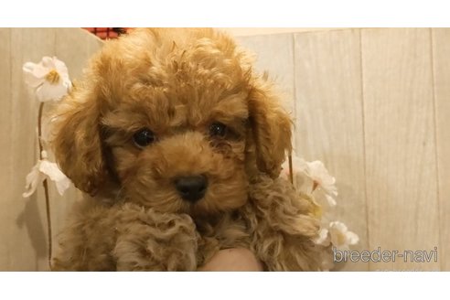 成約済の愛知県のティーカッププードル-261436の2枚目