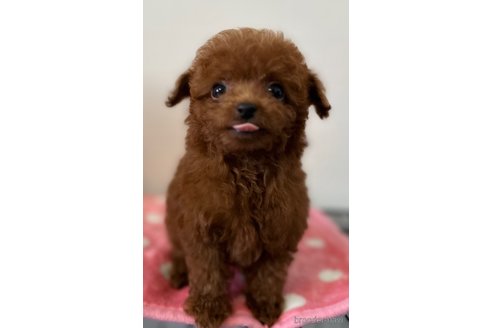 成約済の静岡県のティーカッププードル-261459の3枚目