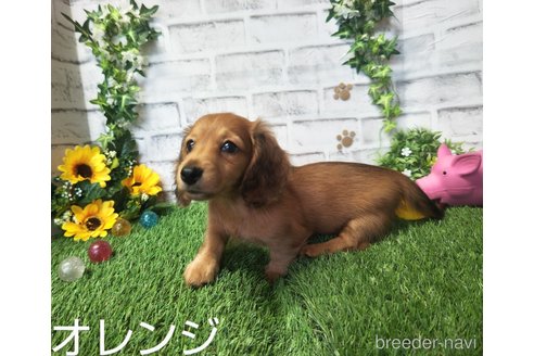 成約済の埼玉県のミニチュアダックスフンド(ロングヘアード)-255888の6枚目