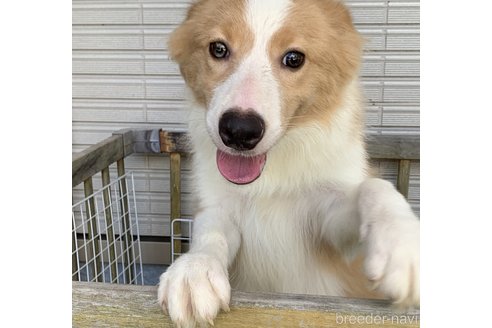 成約済の鹿児島県のボーダーコリー-234598の5枚目