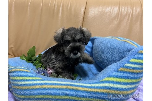 成約済の栃木県のミニチュアシュナウザー-261515の5枚目