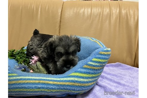 成約済の栃木県のミニチュアシュナウザー-261515の6枚目