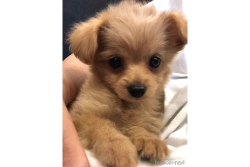 成約済の埼玉県のチワプー:チワワ×トイプードル-261544の4枚目