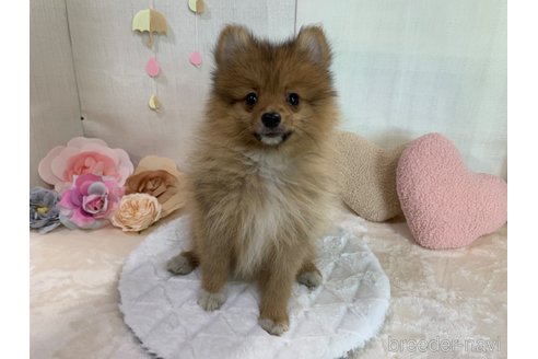 成約済の東京都のポメラニアン-255281の16枚目