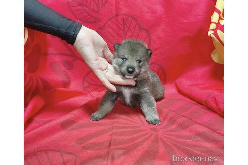 成約済の奈良県の豆柴-261390の6枚目