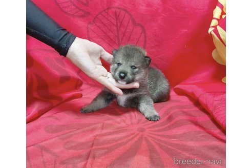 成約済の奈良県の豆柴-261390の7枚目