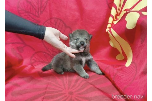 成約済の奈良県の豆柴-261390の8枚目