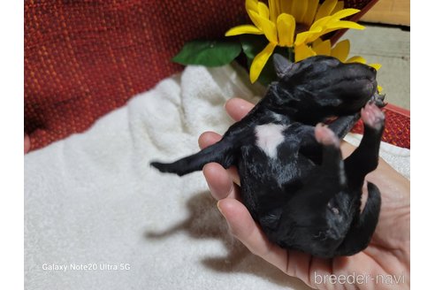 成約済の千葉県のトイプードル-263742の10枚目