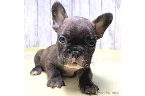 成約済の茨城県のフレンチブルドッグ-261631の3枚目