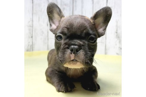 成約済の茨城県のフレンチブルドッグ-261631の1枚目