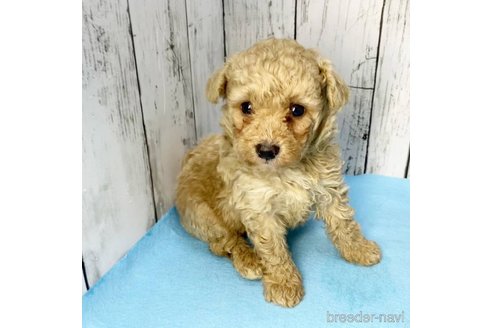 成約済の茨城県のミックス犬-261638の56枚目