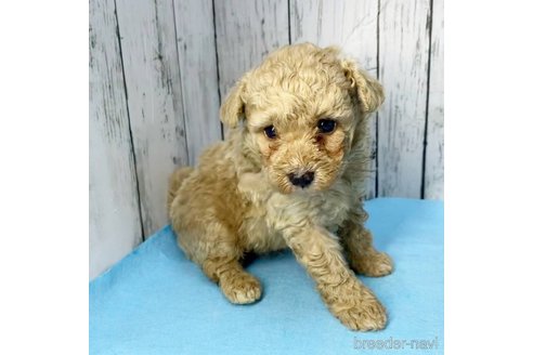 成約済の茨城県のミックス犬-261638の60枚目