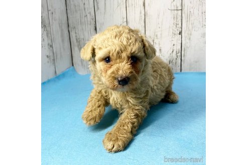 成約済の茨城県のミックス犬-261638の59枚目