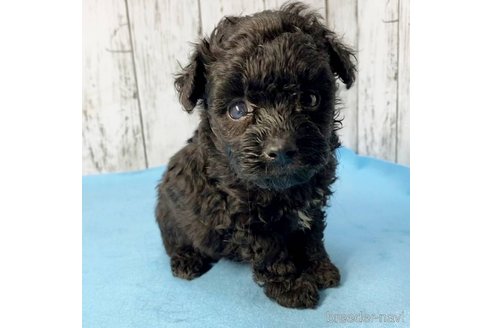 成約済の茨城県のミックス犬-261641の81枚目