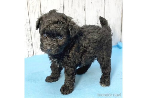 成約済の茨城県のミックス犬-261641の80枚目