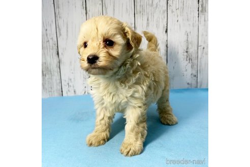 成約済の茨城県のミックス犬-261643の75枚目
