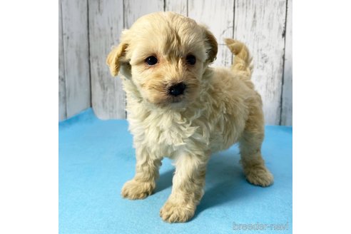 成約済の茨城県のミックス犬-261643の73枚目