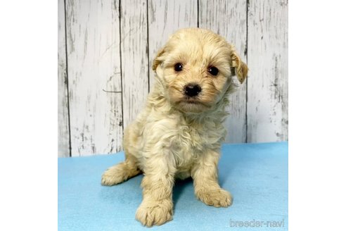 成約済の茨城県のミックス犬-261643の74枚目