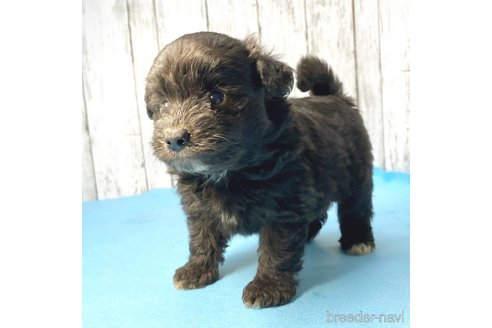 成約済の茨城県のミックス犬-261645の6枚目