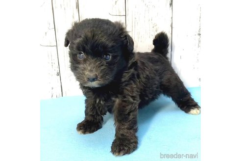 成約済の茨城県のミックス犬-261645の8枚目