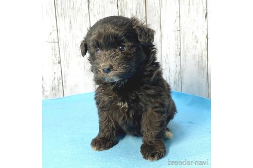 成約済の茨城県のミックス犬-261645の10枚目