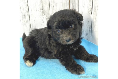 成約済の茨城県のミックス犬-261645の9枚目