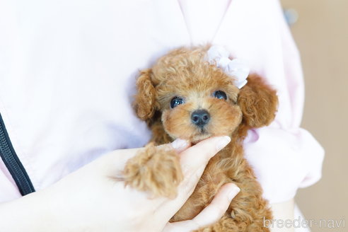 成約済の埼玉県のトイプードル-261683の4枚目