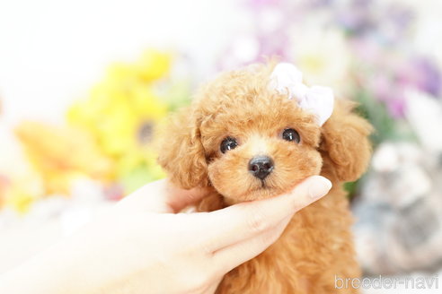 成約済の埼玉県のトイプードル-261683の3枚目