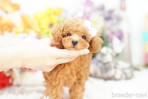 成約済の埼玉県のトイプードル-261683の1枚目