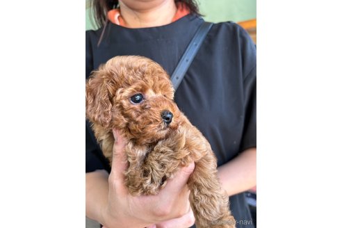 成約済の愛知県のタイニープードル-261711の3枚目