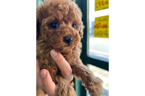 成約済の愛知県のタイニープードル-261711の4枚目