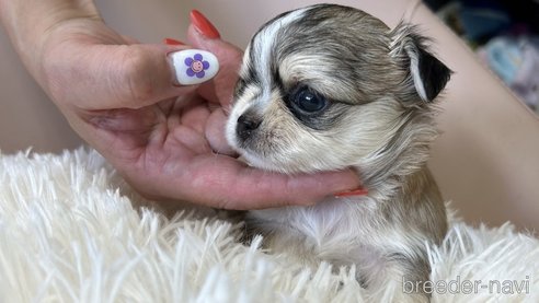成約済の愛知県のチワワ(ロングコート)-261717の6枚目
