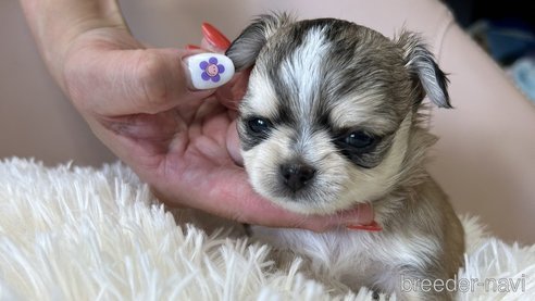 成約済の愛知県のチワワ(ロングコート)-261717の7枚目