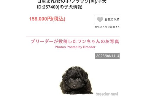 成約済の熊本県のポメプー:ポメラニアン×トイプードル-257400の2枚目