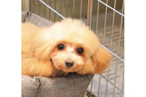 成約済の愛知県のティーカッププードル-245152の28枚目