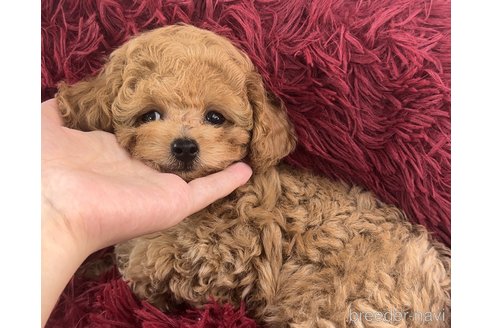 成約済の茨城県のティーカッププードル-258659の4枚目