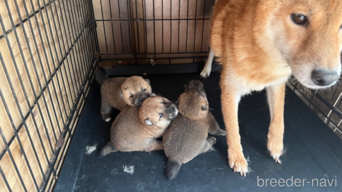 成約済の熊本県の柴犬-261766