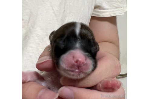 成約済の埼玉県のパピヨン-261804の27枚目