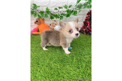 成約済の愛知県のウェルシュコーギーペンブローク-261806の3枚目