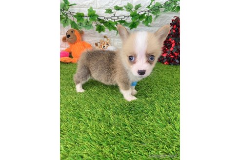 成約済の愛知県のウェルシュコーギーペンブローク-261806の2枚目