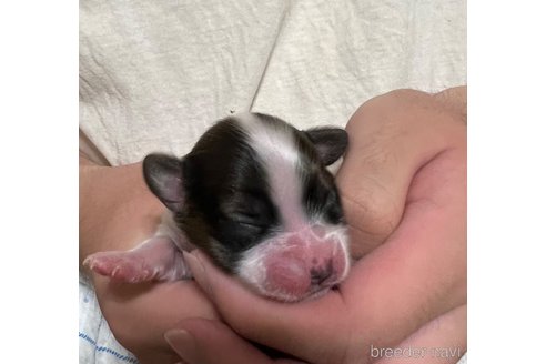 成約済の埼玉県のパピヨン-261811の28枚目