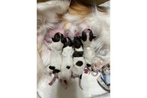 成約済の埼玉県のパピヨン-261811の27枚目
