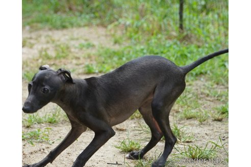 成約済の京都府のイタリアングレーハウンド(イタグレ)-254566の3枚目