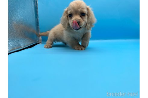 成約済の東京都のミニチュアダックスフンド(ロングヘアード)-261833の8枚目