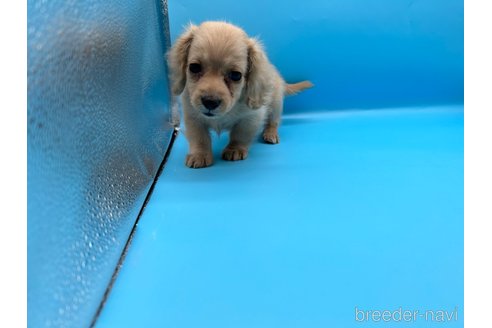 成約済の東京都のミニチュアダックスフンド(ロングヘアード)-261833の9枚目