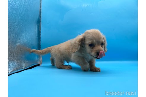 成約済の東京都のミニチュアダックスフンド(ロングヘアード)-261833の10枚目